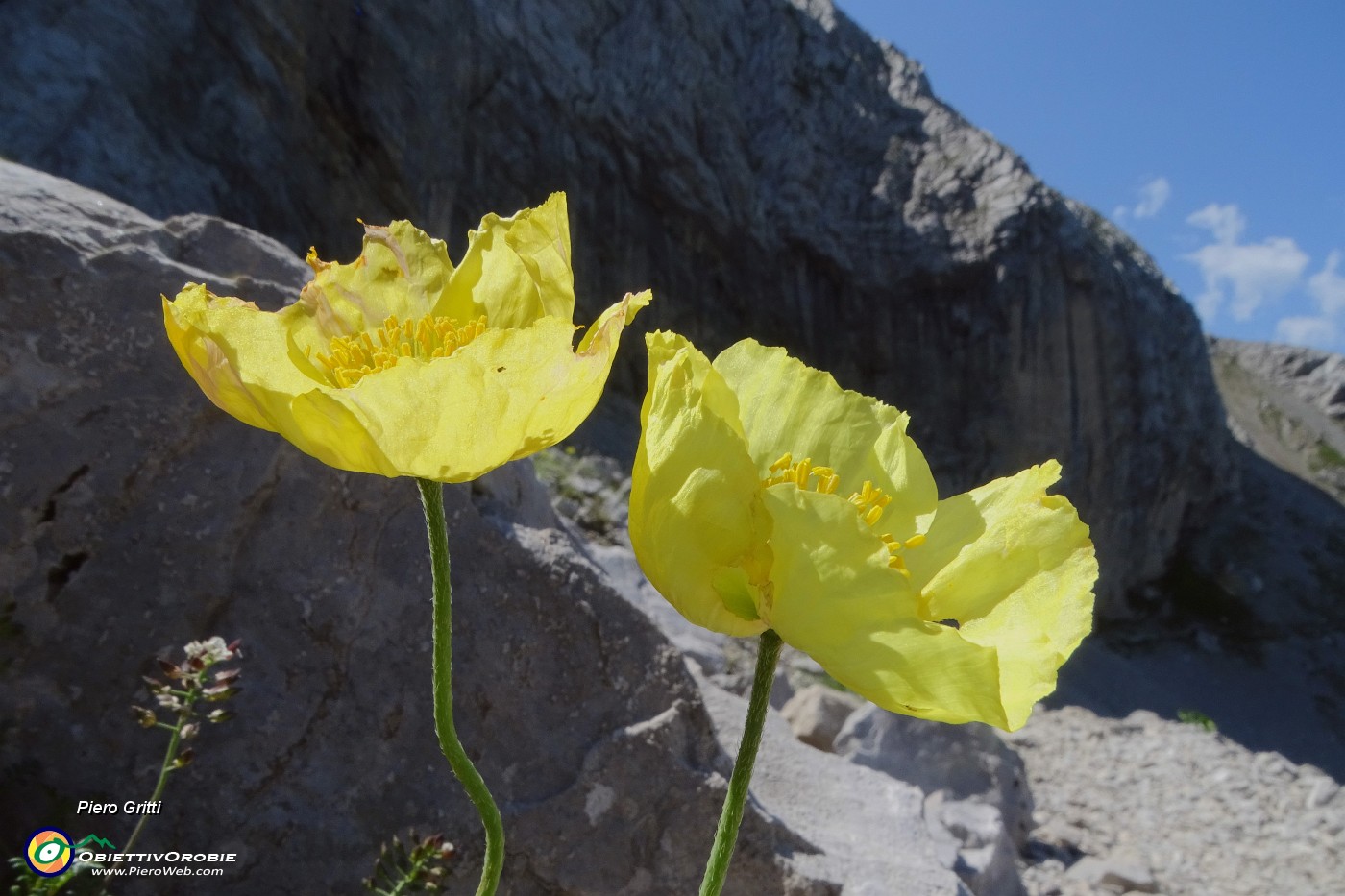 03 Papaver rhaeticum (Papavero dorato) sui macereti del Mandrone.JPG